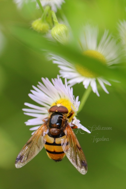 Volucella inanis - háromöves pihelégy