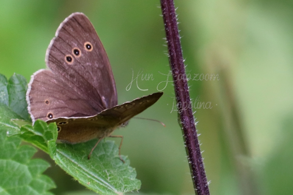 Aphantopus hyperanthus - közönséges ökörszemlepke