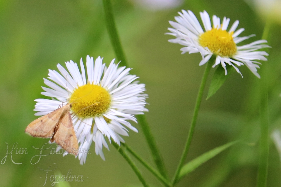 Endotricha flammealis - tüzesszárnyú fényilonca