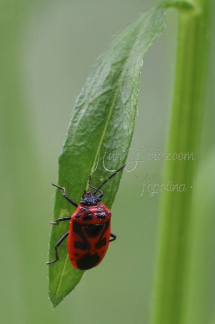 Eurydema dominulus Eurydema dominulus