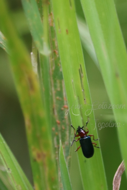 Oulema melanopus/duftschmidi