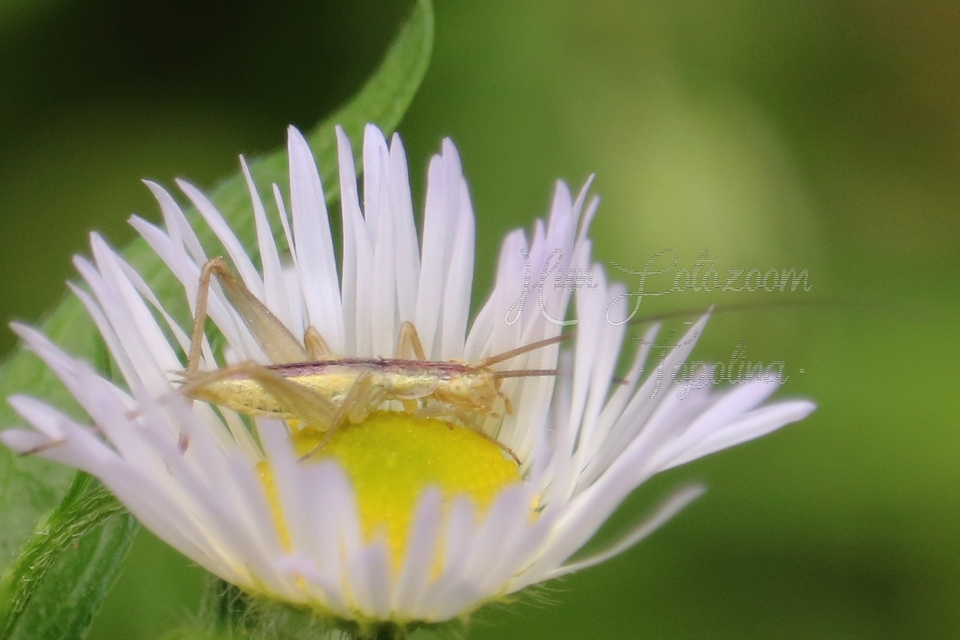 Oecanthus pellucens - pirregőtücsök