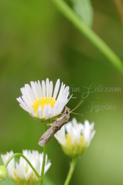 Nephopterix angustella - kecskerágó-karcsúmoly