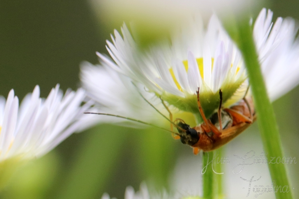 Oedemera podagrariae - székfű-álcincér