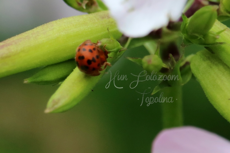Subcoccinella vigintiquatuorpunctata - lucernaböde
