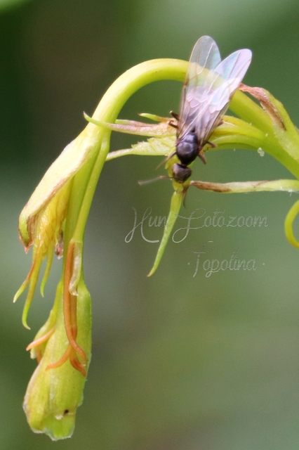 Lasius