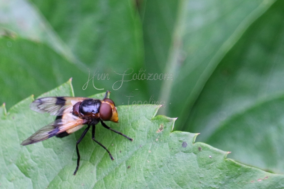 Volucella pellucens - üvegpotrohú pihelégy