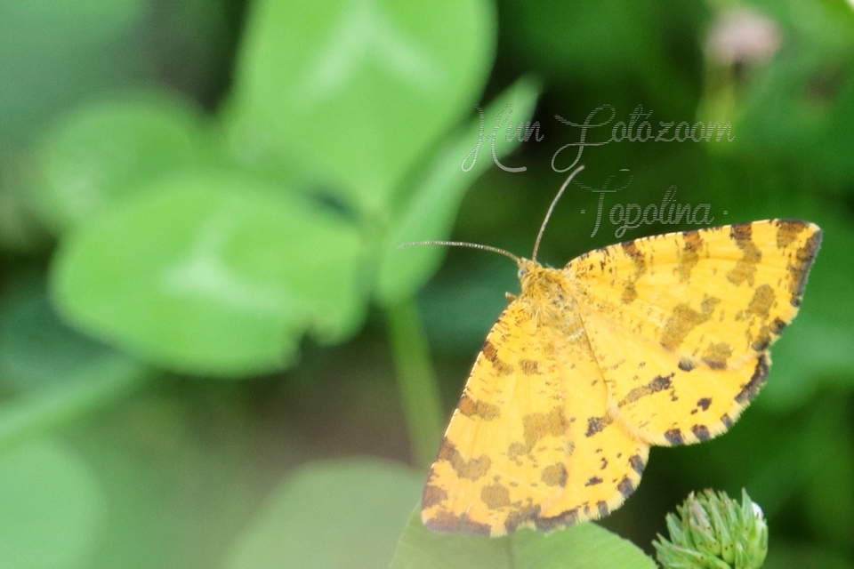 Pseudopanthera macularia - párducfoltos araszoló