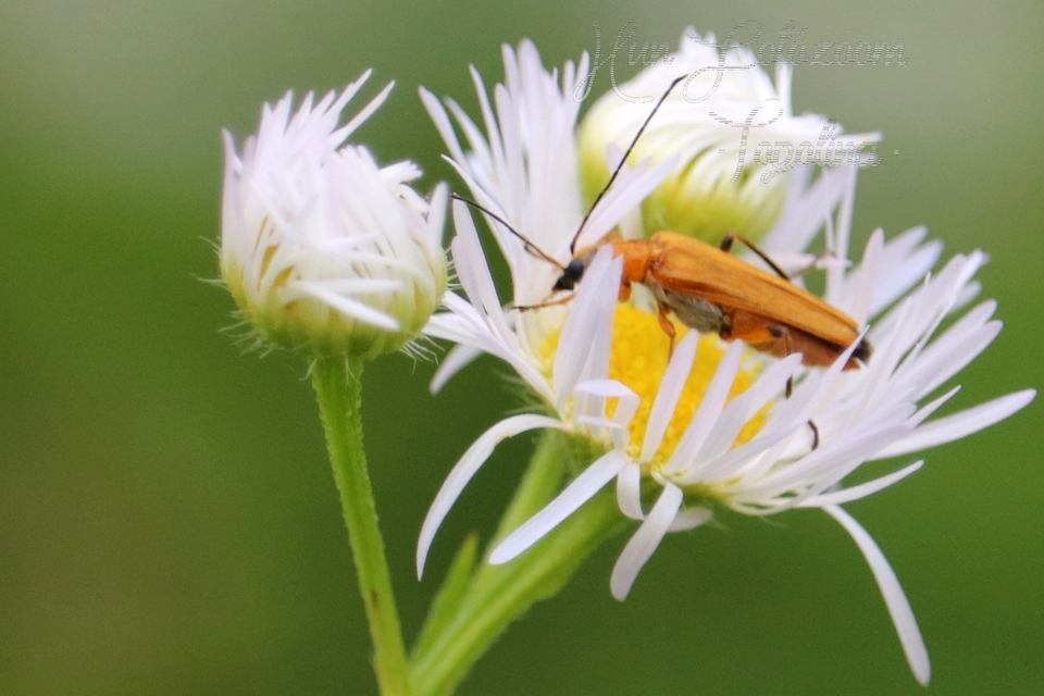 Oedemera podagrariae - székfű-álcincér
