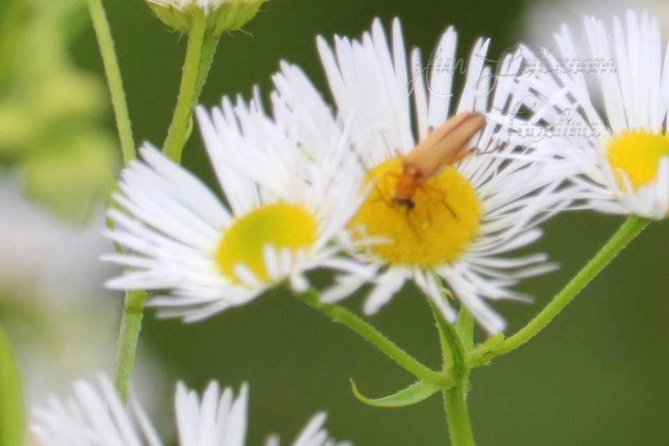Oedemera podagrariae - székfű-álcincér