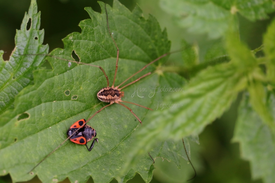Mitopus morio