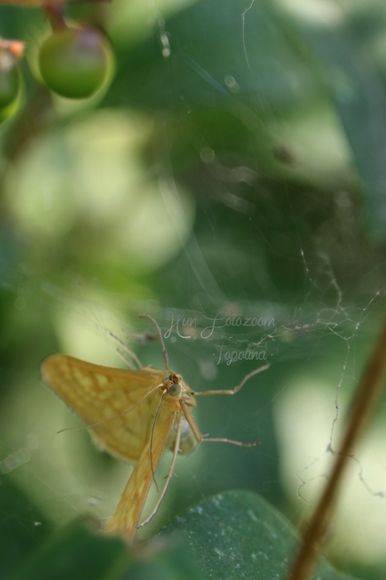 Sitochroa verticalis - világossárga dudvamoly