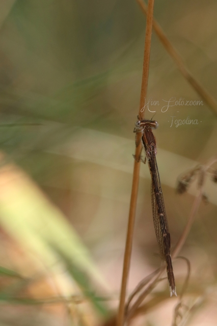 Sympecma fusca - téli rablószitakötő