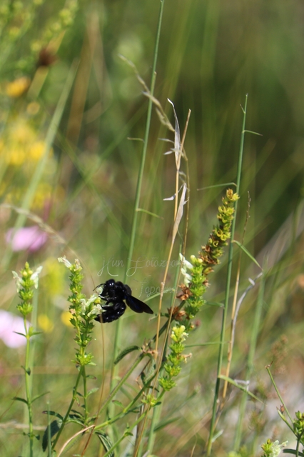 Xylocopa