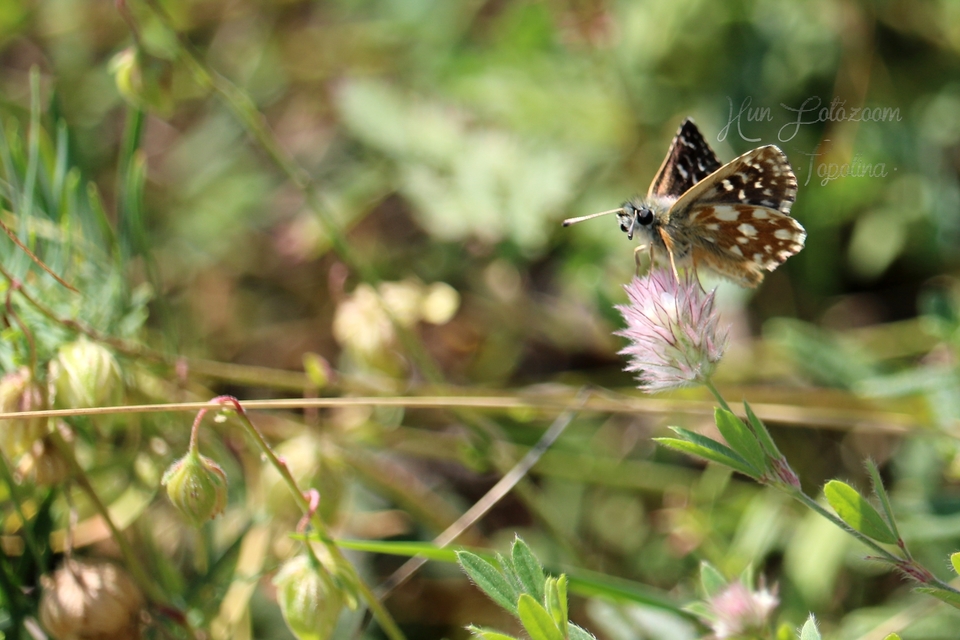 Spialia orbifer - törpe busalepke