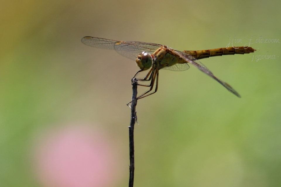 Sympetrum meridionale - fakó katona-szitakötő