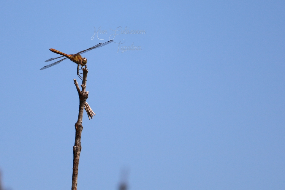 Sympetrum striolatum/vulgatum