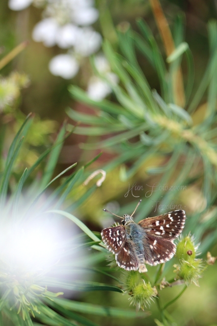 Spialia orbifer - törpe busalepke