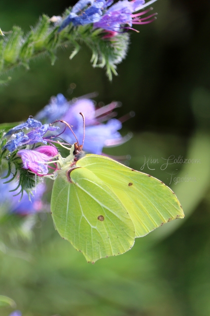 Gonepteryx rhamni - citromlepke