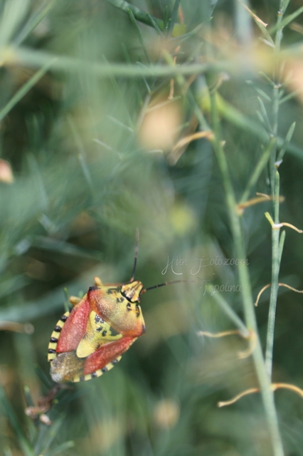Carpocoris Carpocoris