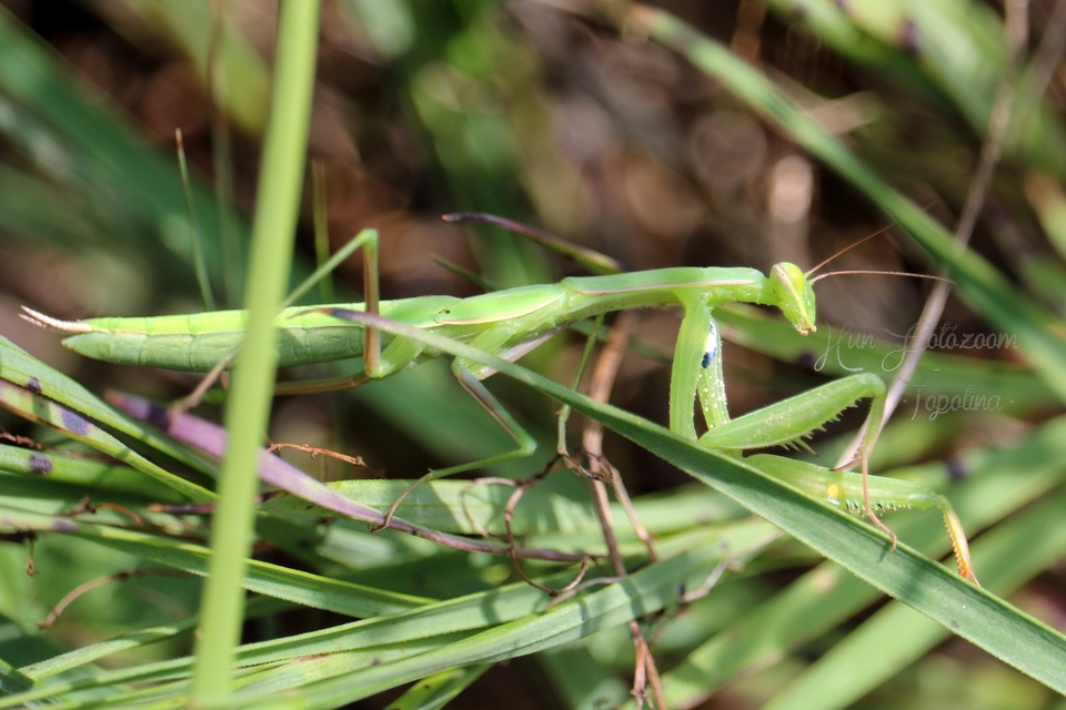Mantis religiosa - imádkozósáska