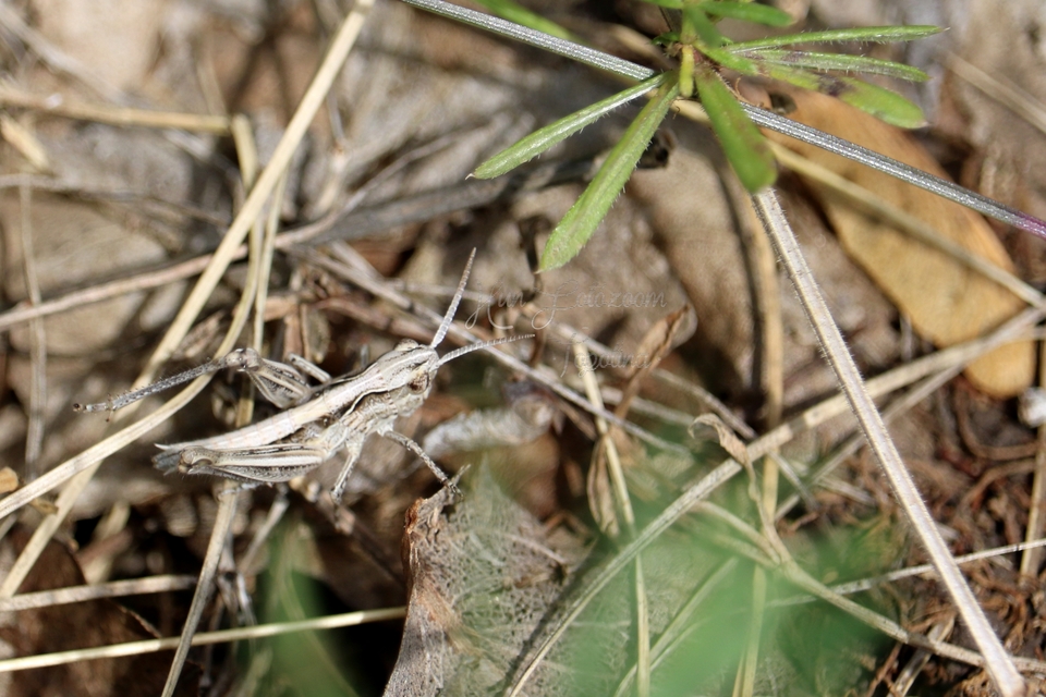 Chorthippus (Glyptobothrus) (subgenus)