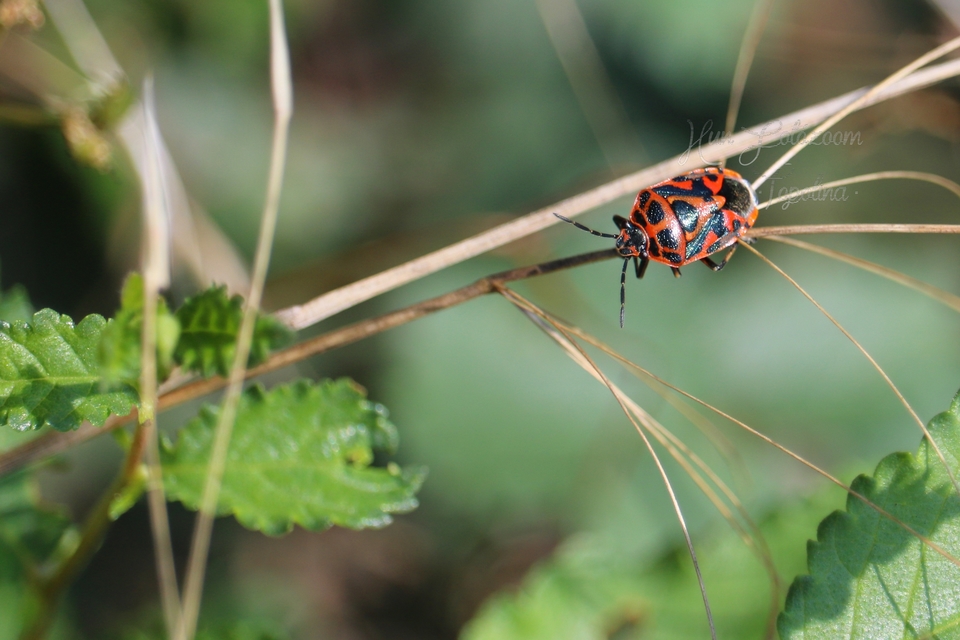 Eurydema ornata - díszespoloska Eurydema ornata - díszespoloska