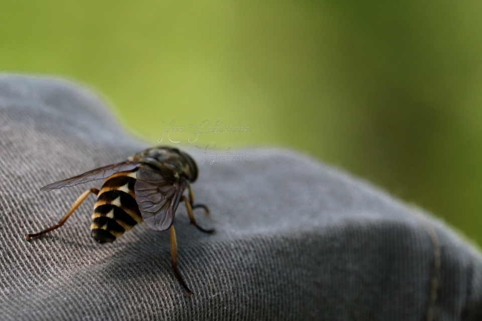 Tabanidae - böglyök