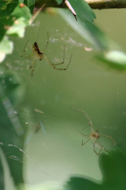 Linyphiidae - vitorláspókok