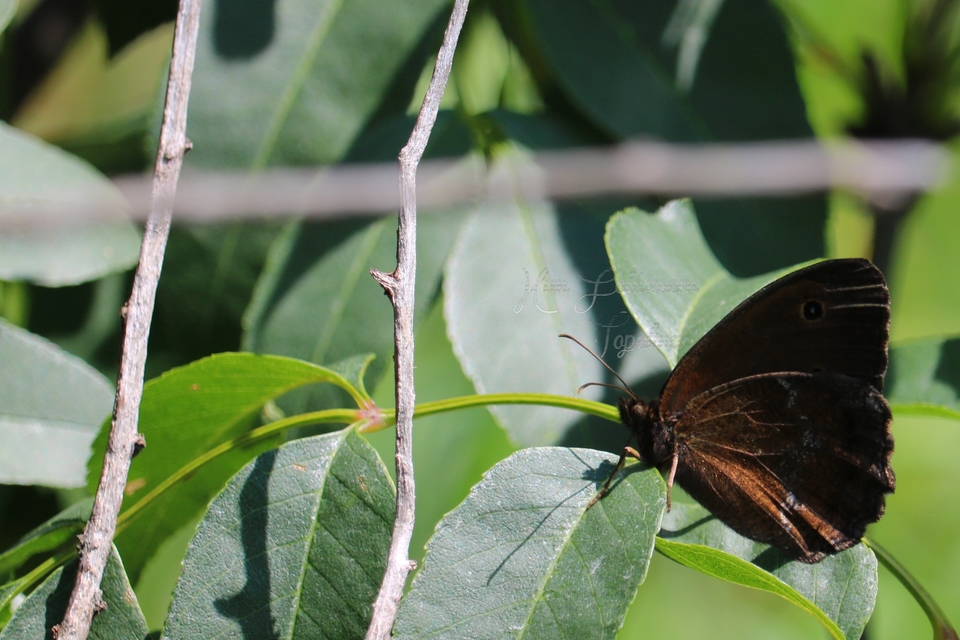 Minois dryas - fekete szemeslepke