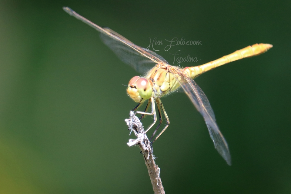 Sympetrum meridionale - fakó katona-szitakötő