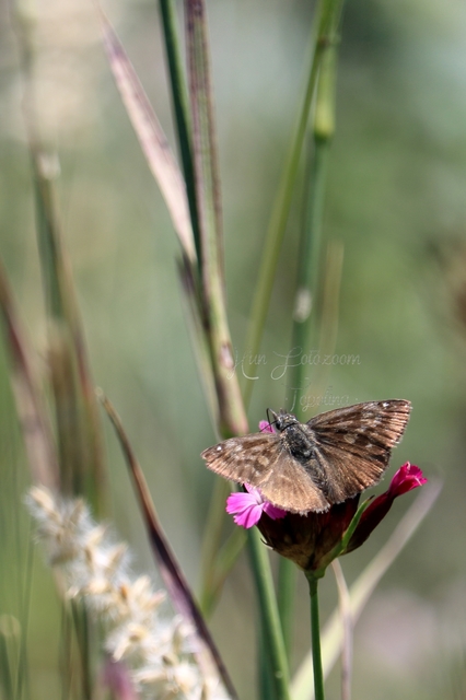 Erynnis tages - cigánylepke