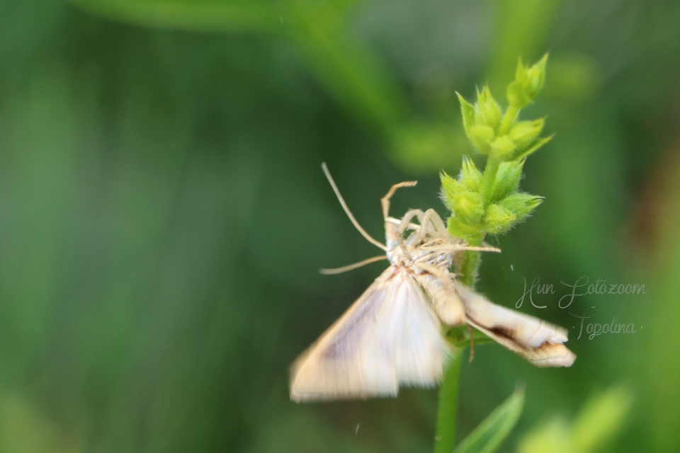 Xanthocrambus