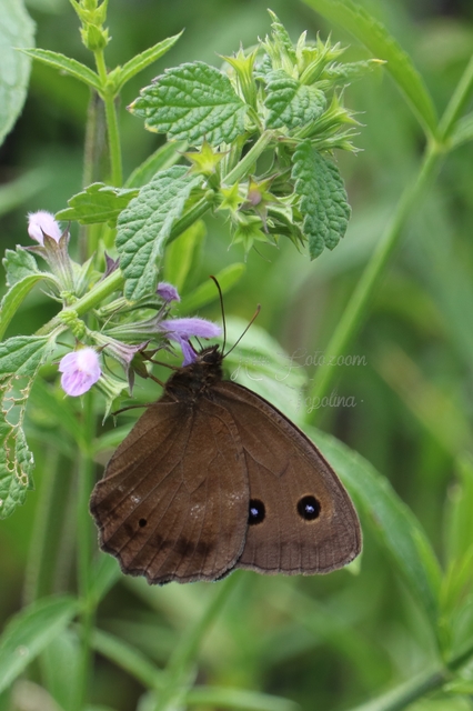 Minois dryas - fekete szemeslepke