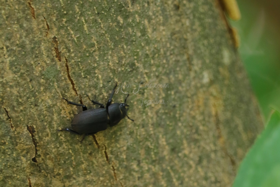 Dorcus parallelipipedus - kis szarvasbogár