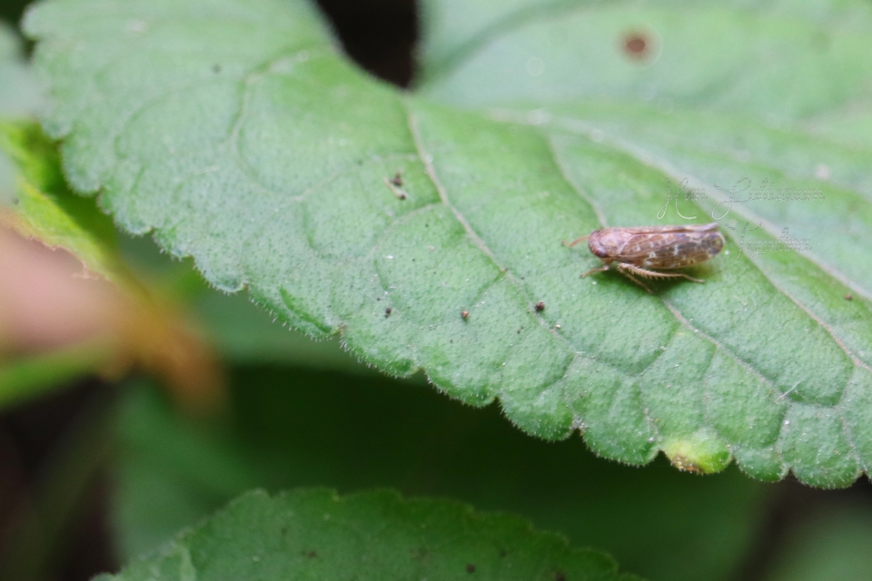 Deltocephalinae