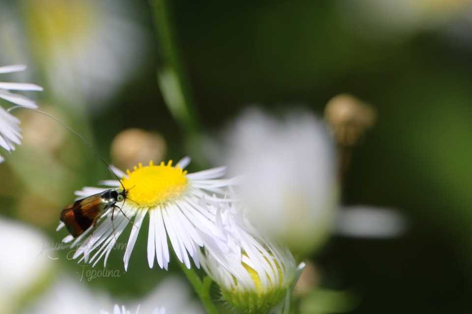 Nemophora fasciella - feketesávú tőrösmoly