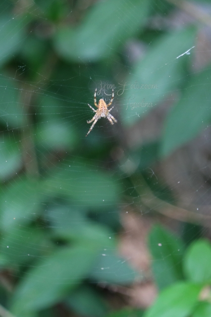 Araneus diadematus - koronás keresztespók Araneus diadematus - koronás keresztespók