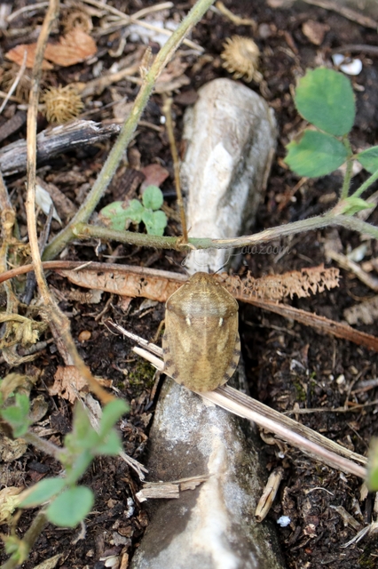 Eurygaster Eurygaster