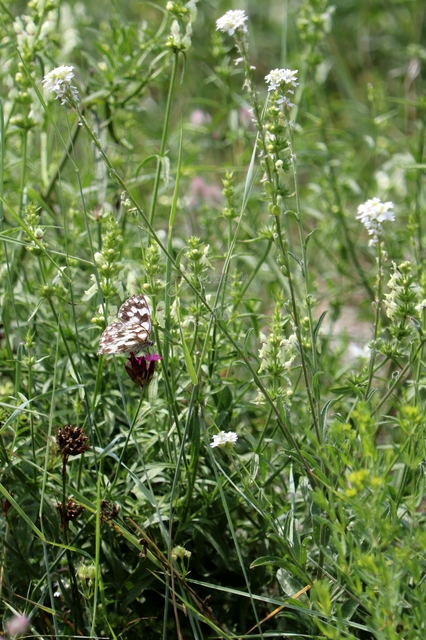 Melanargia galathea - sakktáblalepke