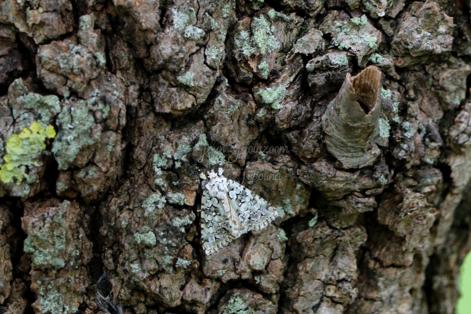 Bryopsis szeokekalmani - Szeőke Kálmán zuzmóbaglya