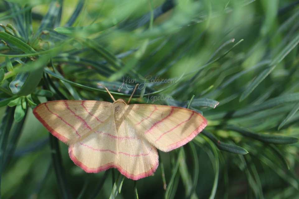 Rhodostrophia vibicaria - pirosszélű araszoló