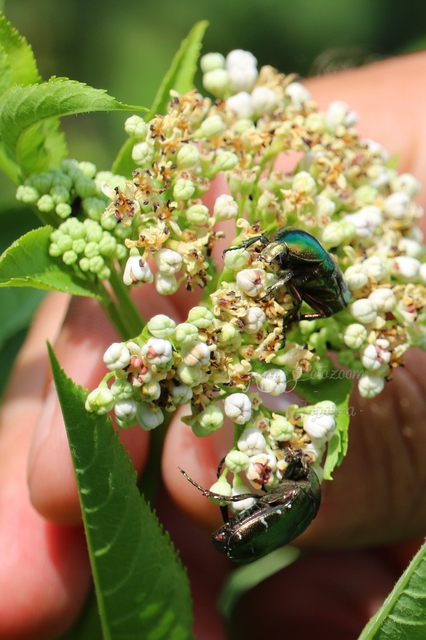 Cetonia aurata - aranyos virágbogár