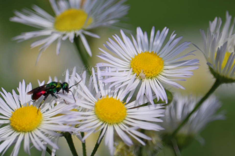 Chrysididae - fémdarazsak