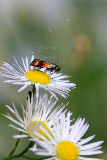 Nemophora fasciella - feketesávú tőrösmoly