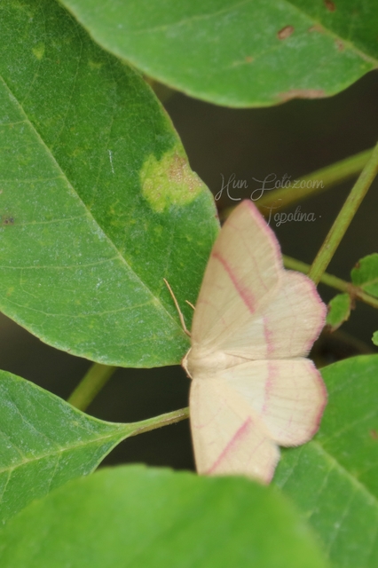 Rhodostrophia vibicaria - pirosszélű araszoló