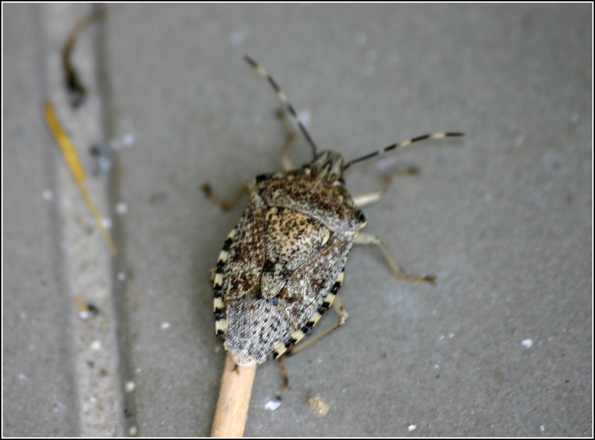Rhaphigaster nebulosa - bencepoloska