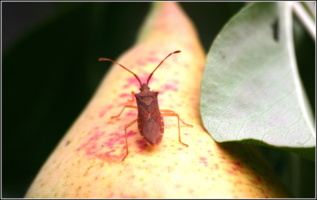 Gonocerus acuteangulatus - aranypetés karimáspoloska