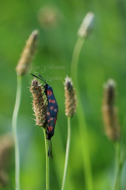 Zygaena filipendulae - acélszínű csüngőlepke