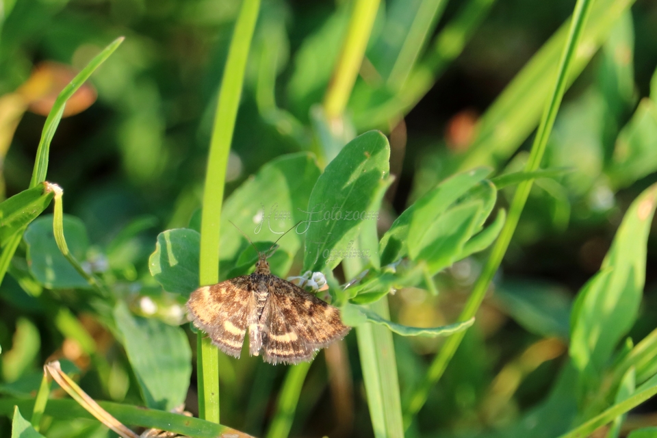 Pyrausta despicata - réti bíbormoly
